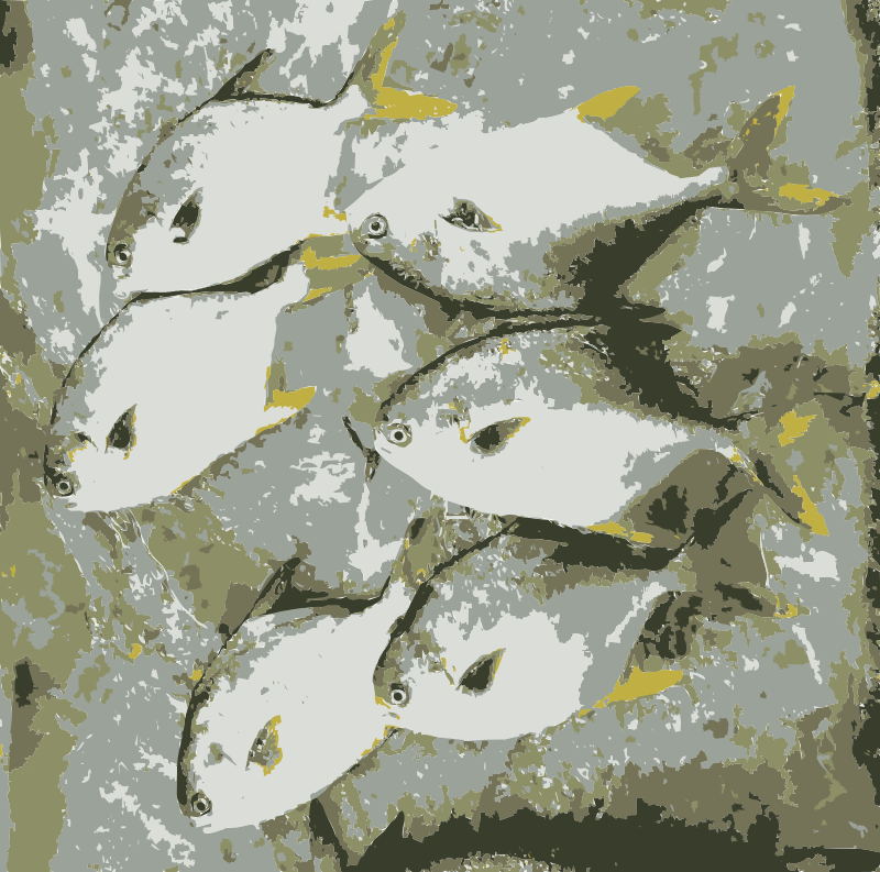 Get Notified Of Exclusive Freebies - Fish (800x793), Png Download