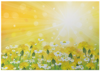 Vector Sunshine Background With Yellow Chamomiles And - Camomile (400x400), Png Download
