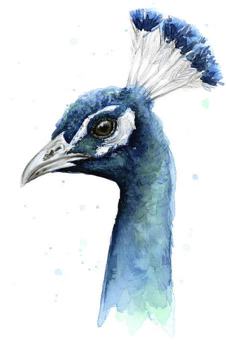 Vector Royalty Free Peacock Adult Pull Over Hoodie - Peacock Watercolor (452x700), Png Download