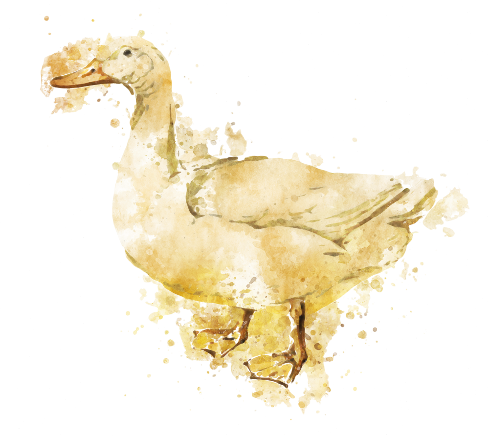Duck Meat Products - Duck (1000x892), Png Download