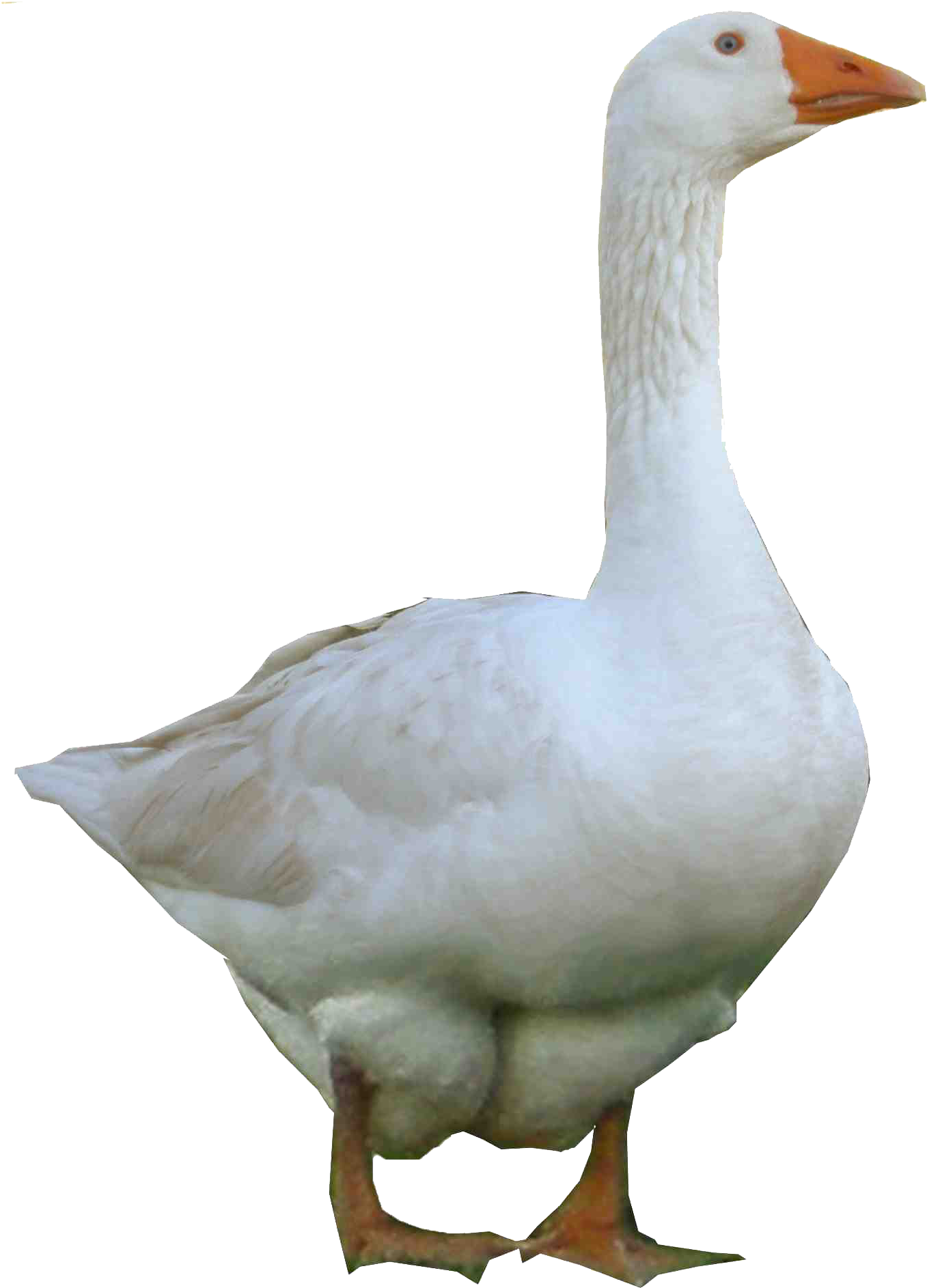 Duck Png Image - Goose Png (1100x1529), Png Download