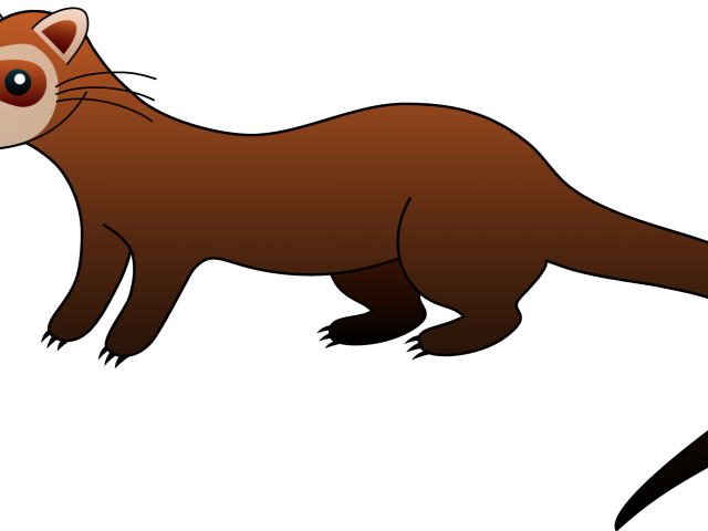 Ferret Clipart Weasel - Black Footed Ferret Clipart (640x480), Png Download