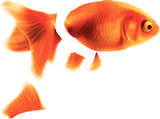 Goldfish Png (520x387), Png Download