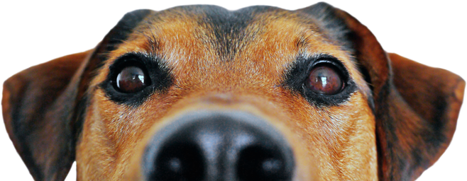 Have A Great Day Dog (700x262), Png Download