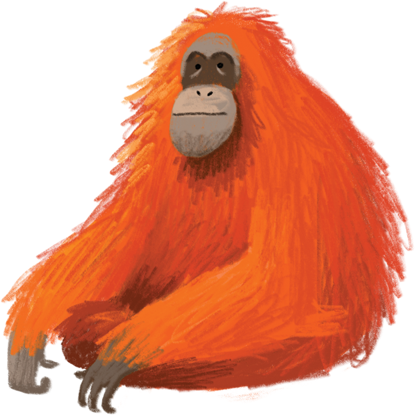 Orangutan - Tattly (2048x2048), Png Download