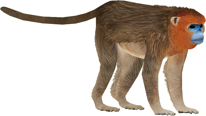 Monkey - Golden Snub Nosed Monkey Png (712x712), Png Download