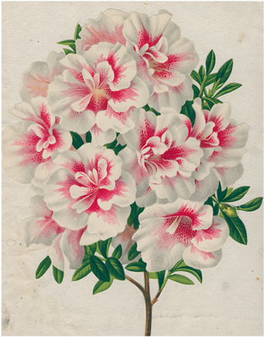 Azalea - Mountain Laurel (500x500), Png Download