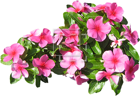 Small Pink Flowers - Small Flower Hd Images Png (450x450), Png Download