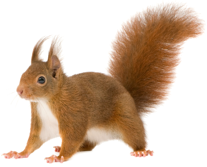 Share This Image - Squirrel On All Fours (670x541), Png Download