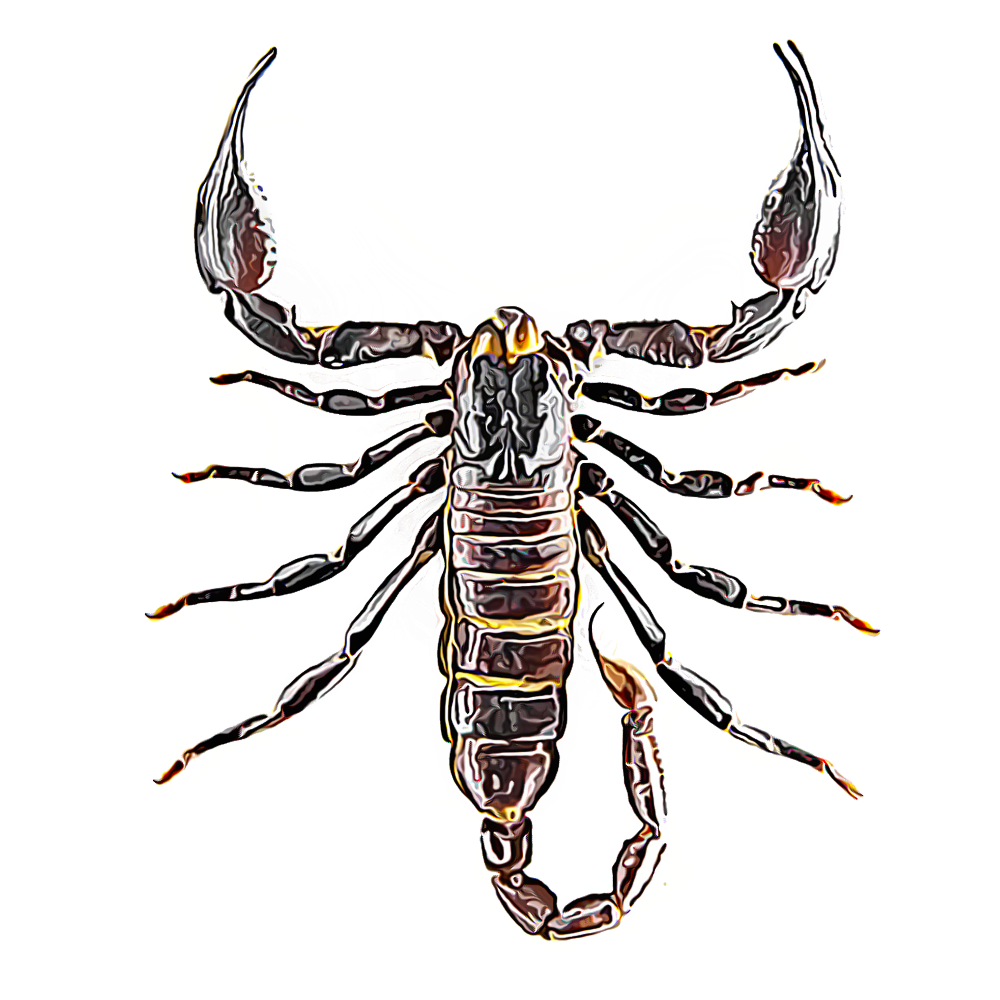 Scorpions - Royalty-free (1000x1000), Png Download
