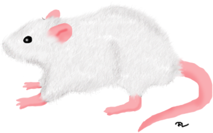 White Rat Png (815x510), Png Download
