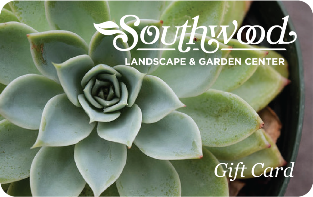 Succulent Gift Card (1000x1000), Png Download