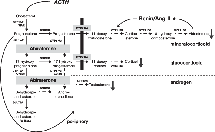 Steroidogenic Pathways And Disruption In 21ohd - Diagram (720x442), Png Download