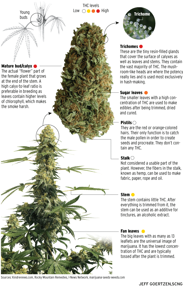 Can You Name The Parts Of The Cannabis Plant That Contain - Grow Great Weed: Personal & Medical Marijuana Indoor/outdoor (636x964), Png Download