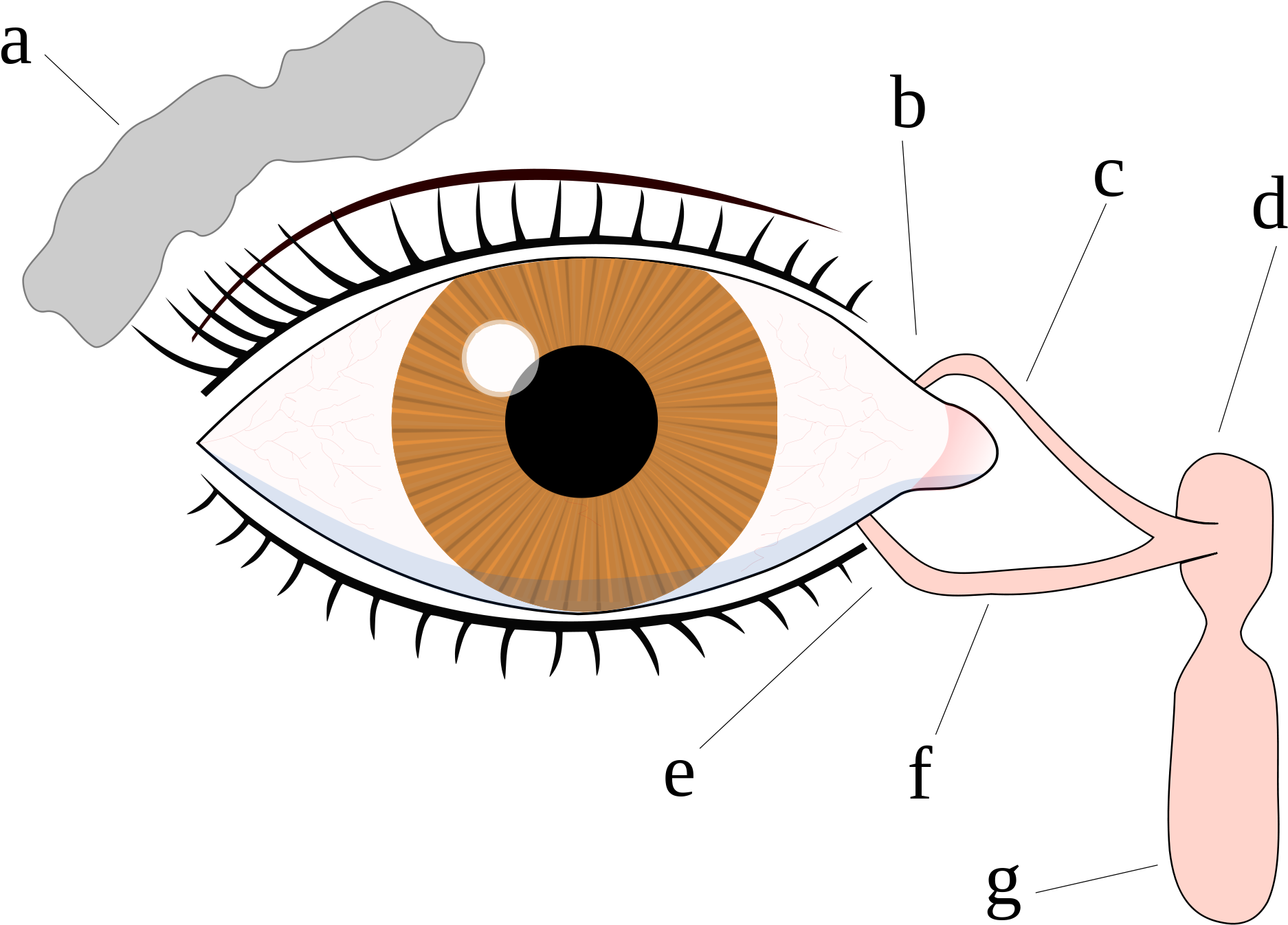 Eyes Crying Png Clip Art Black And White Library - Tear System (2000x1500), Png Download