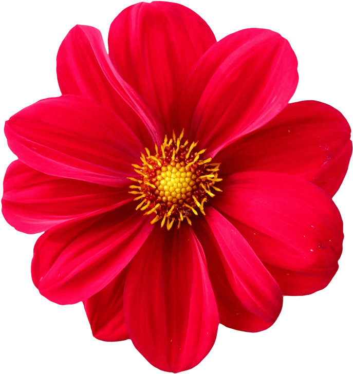 Dahlia Flower Png Transparent Image - Flower Png (500x475), Png Download