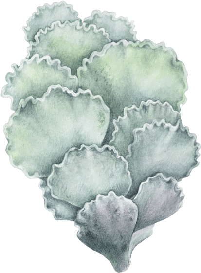 Cotyledon Undulata - Cauliflower (600x600), Png Download