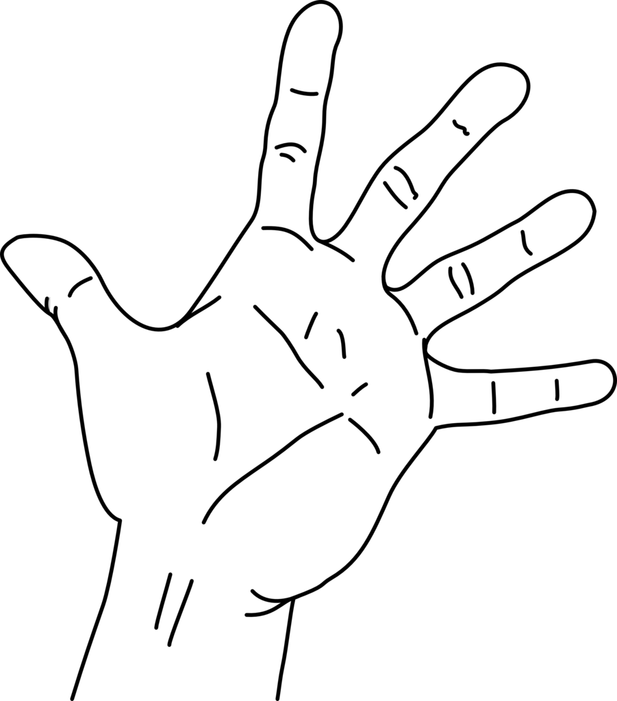 File Measurements Of The Without Png Filemeasurements - Drawing Of An Open Hand (901x1024), Png Download