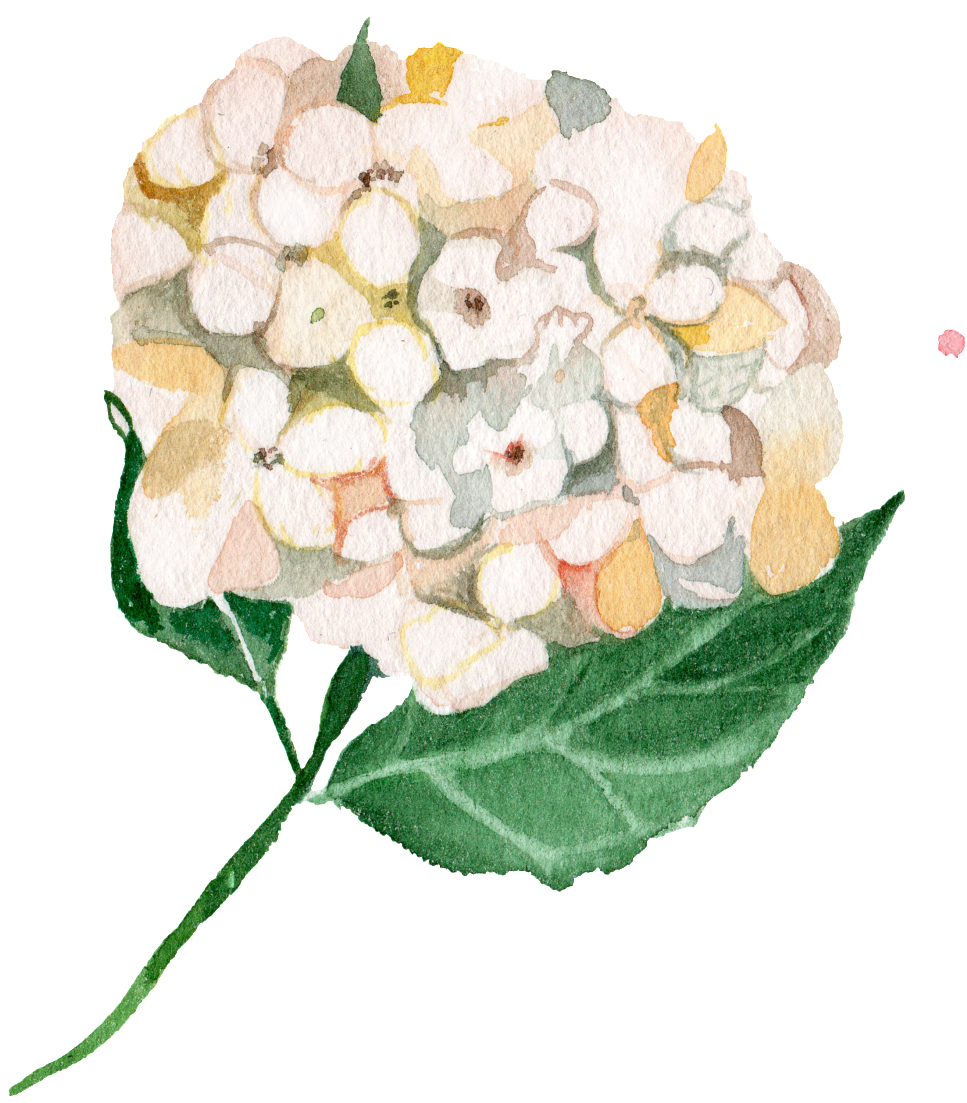 White Watercolor Hand Painted Hydrangetransparent Png - Watercolor Painting (1024x1406), Png Download
