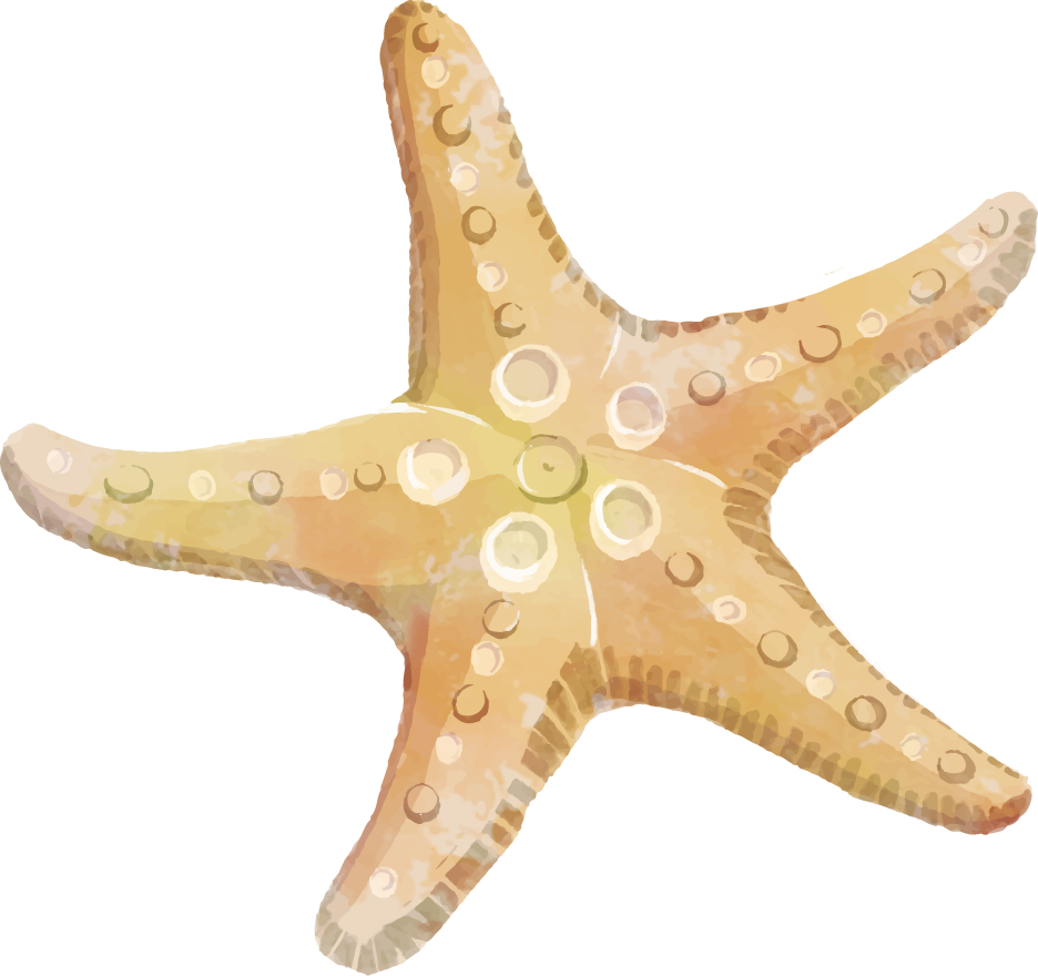 Starfish Clipart Png - Clip Art Starfish Png (936x880), Png Download
