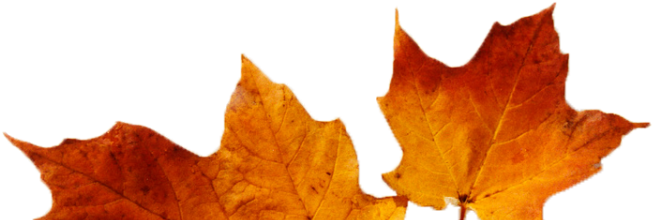 Cropped Cropped Leaves - Portable Network Graphics (960x219), Png Download