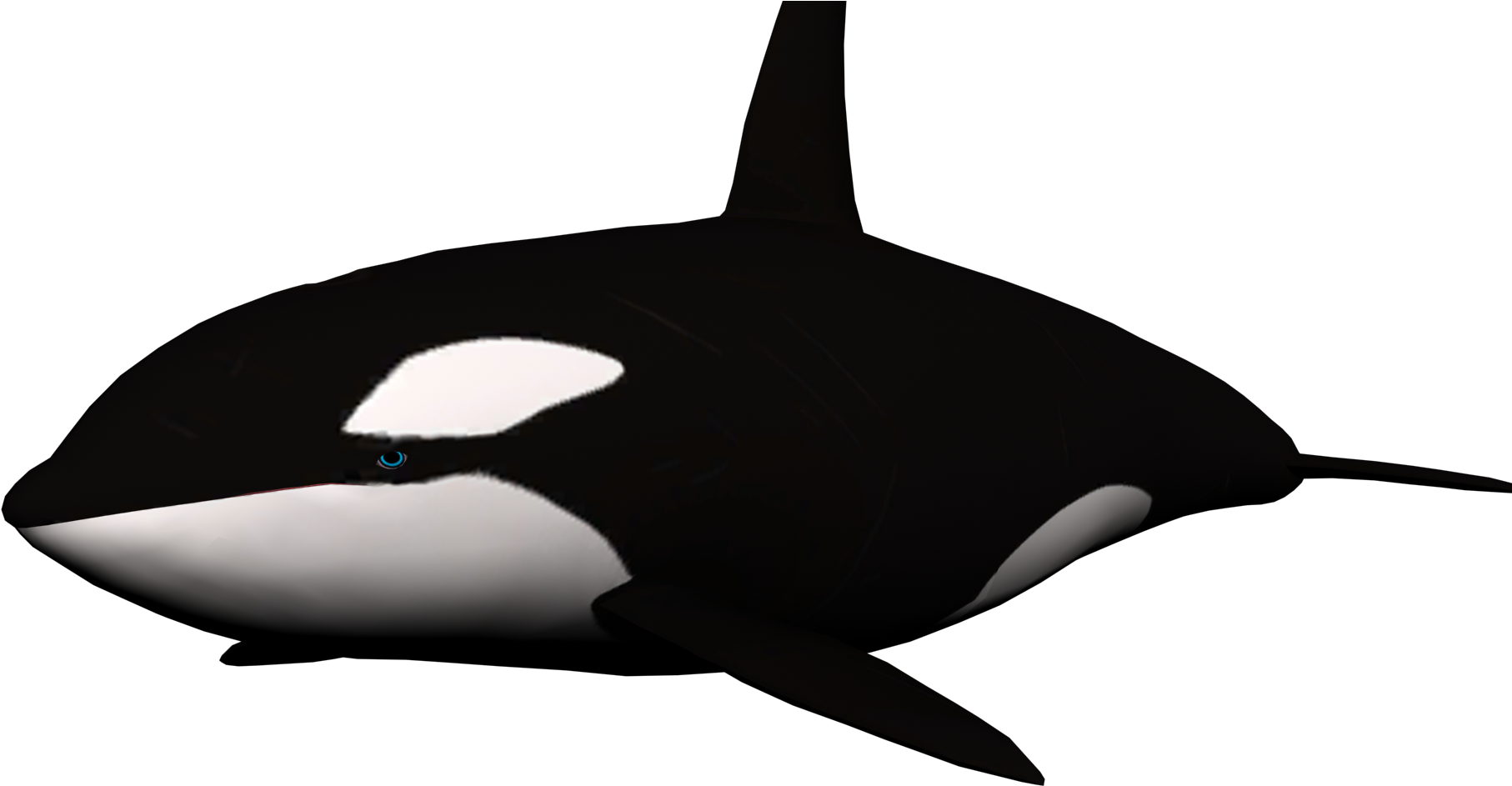 Download - Killer Whale Png Transparent (1920x1080), Png Download