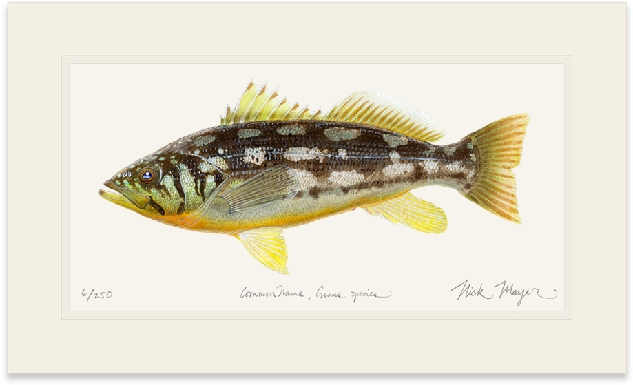 Watercolor Painting Guitar Drawing Canvas Vector - Kelp Bass (1023x664), Png Download