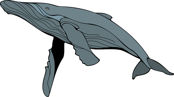 Whale Gray Mam Mammal Animal Sea Marine Wi - Humpback Whale Clipart (608x340), Png Download