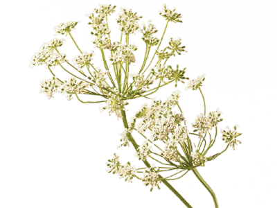 Queen Annes Lace - Queen Anne's Lace Png (400x300), Png Download