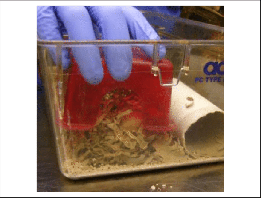 Installing Environmental Enrichment - Guinea Pig (850x646), Png Download