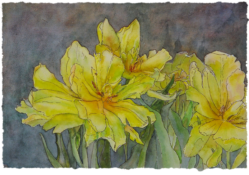 Yellow Double Tulips - Lily (800x800), Png Download