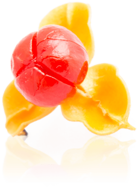 Celastrus Paniculatus - Gelatin Dessert (455x623), Png Download