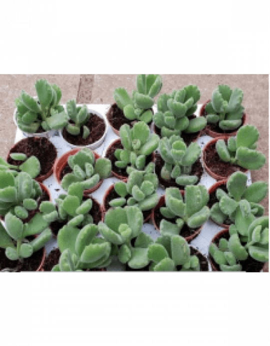 Bear Paw Live Succulent Plants With Plastic Pot - Succulent Plant (540x693), Png Download