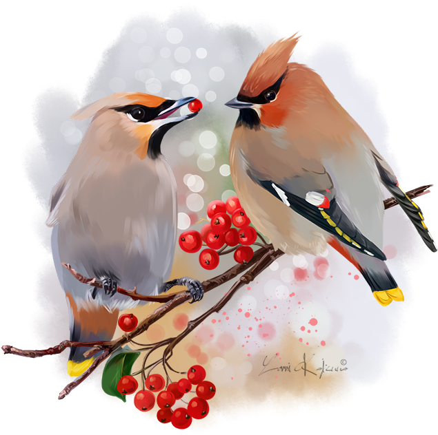 The Waxwing Watercolor Painting - Waxwing (700x700), Png Download