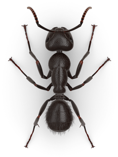 Odorous Ants Vs Carpenter Ants (425x600), Png Download