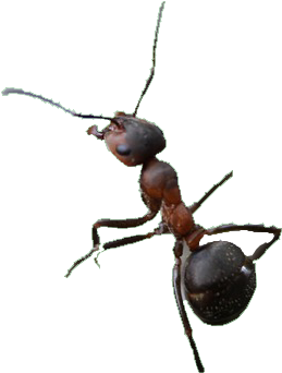 How Can Eastern Pine's Pest Control Service Help With - Carpenter Ant (325x381), Png Download