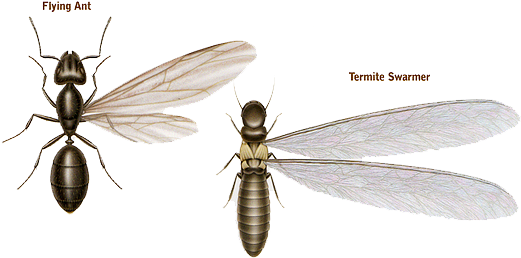 Ants Vs - Termites - Termites Vs Ants (523x301), Png Download