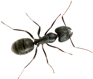 Do Carpenter Ants Bite (350x350), Png Download