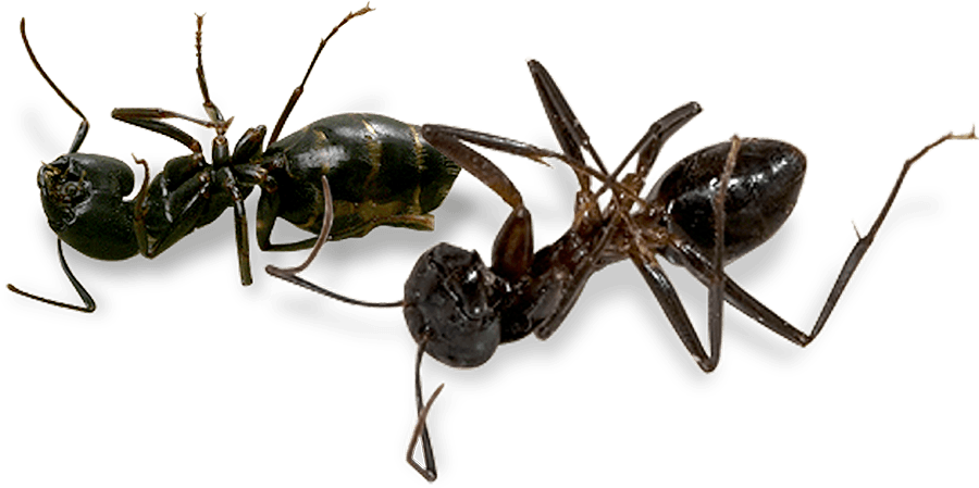 Hamilton Pest Is The Only - Transparent Pest (900x449), Png Download