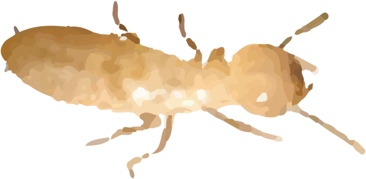 Termites Are Generally White, Almost Translucent And - Termite (1000x562), Png Download