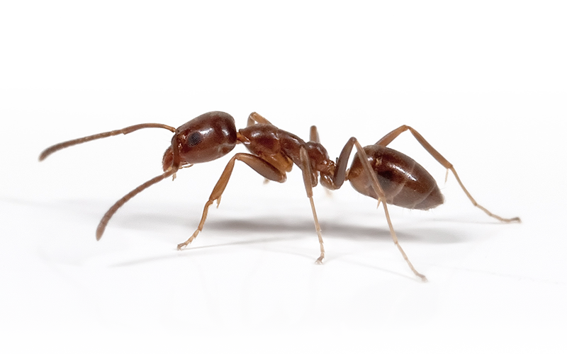Locally Owned And Operated - Giant Ants California (800x500), Png Download