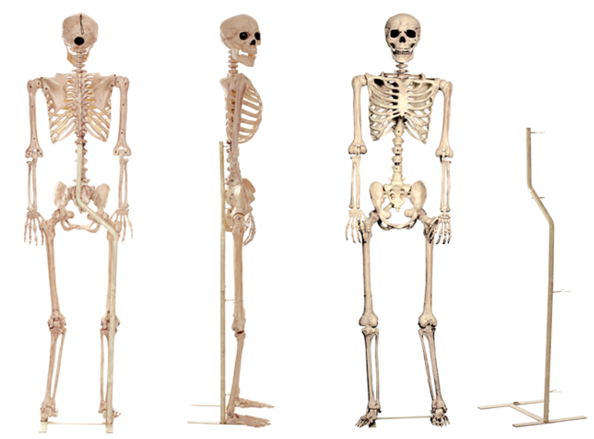 Prop Skeletons - Crazy Bonez Pose-n-stay Skeleton Stand (599x450), Png Download