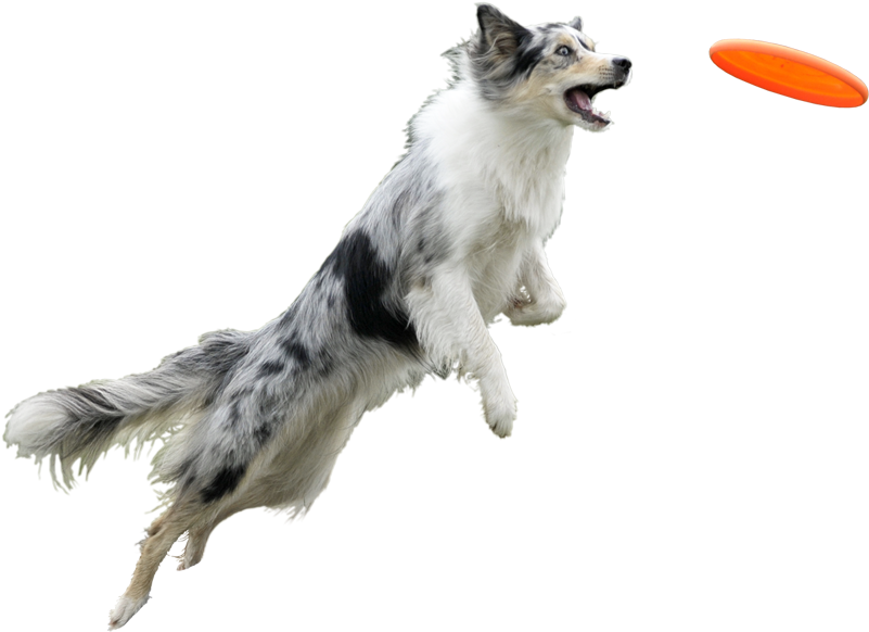 Banner Black And White Chien Et Entourage Pinterest - Dog With Frisbee Transparent Background (800x800), Png Download