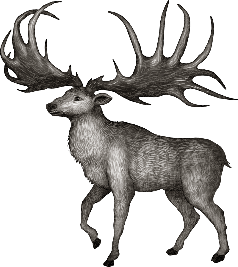 Deer (800x897), Png Download
