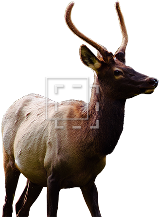 Elk (450x450), Png Download