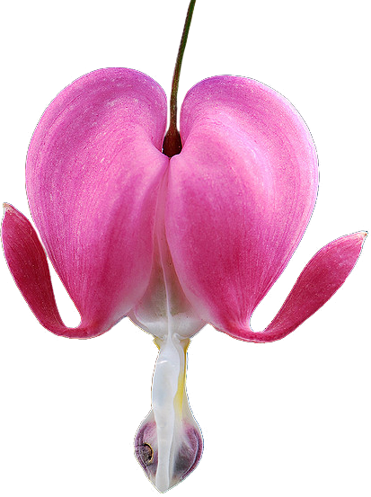 Bleeding Heart - Bleeding Heart Flower Transparent Background (413x553), Png Download