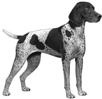 German Shorthair Pointer - German Shorthaired Pointer Png (450x360), Png Download