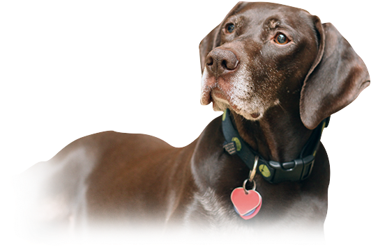german shorthaired pointer intelligence