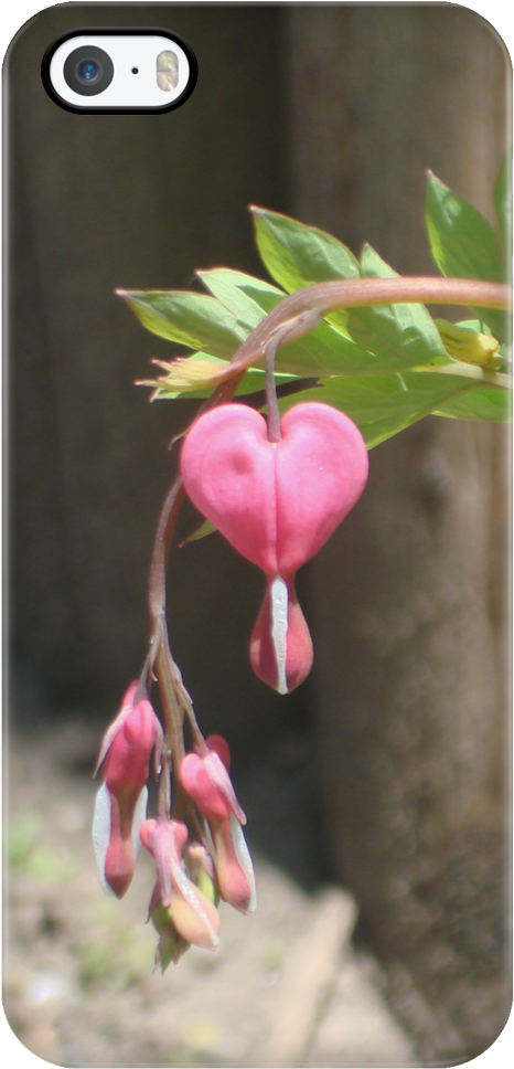 Bleeding Heart - Pacific Bleeding Heart (1024x1024), Png Download