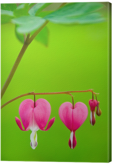 Bleeding Heart Flower - Evangelio 2016:comentado Día A Día - Manglano, José (400x400), Png Download